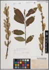 Foto von Salix cinerea L. x Salix viminalis L.